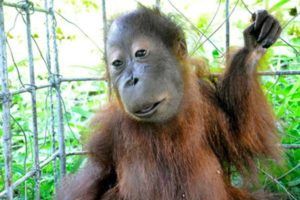 Animals With Down Syndrome: Debunking This Popular Myth