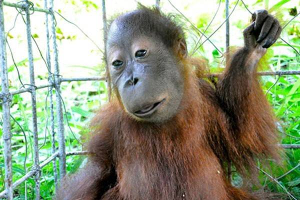 Animals With Down Syndrome Debunking This Popular Myth Animals With Down Syndrome Debunking This Popular Myth