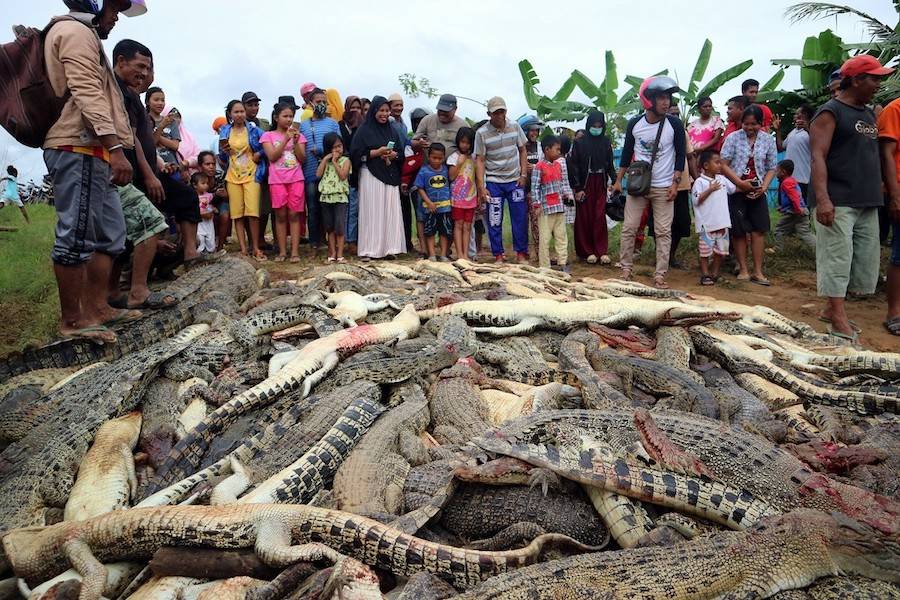 Crocodile Slaughter Indonesia