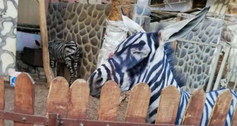 Donkey Painted As A Zebra