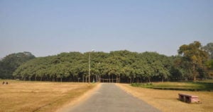 Great Banyan Tree Canopy