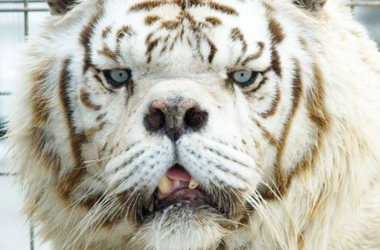 Animals With Down Syndrome Kenny The Tiger