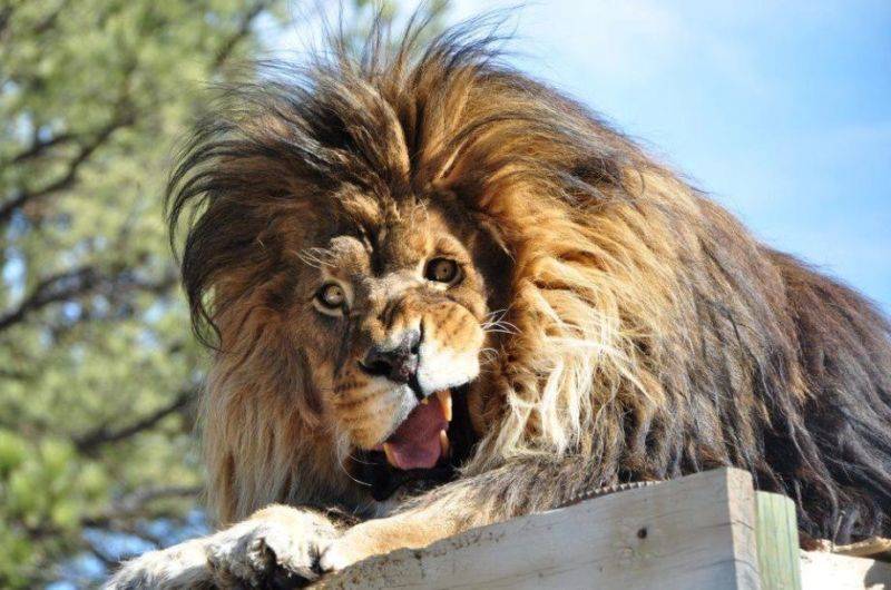 Lion With Facial Abnormalities