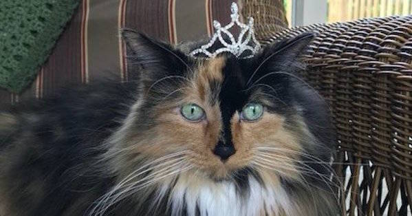 Michigan Town Elects Cat Mayor