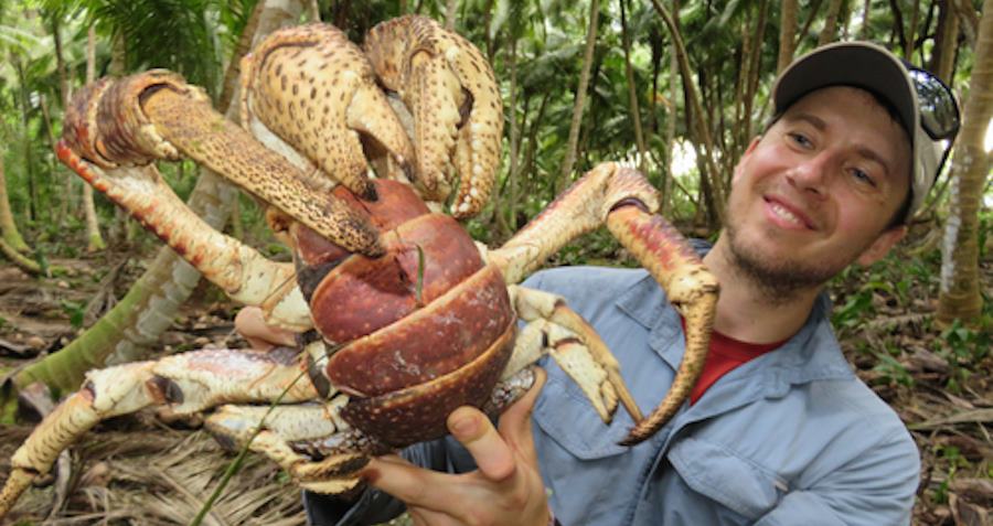 coconut crab attacks human
