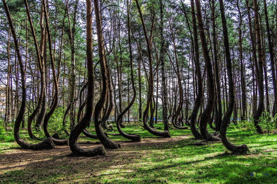 Why Poland's Crooked Forest Of Krzywy Las Is Crooked