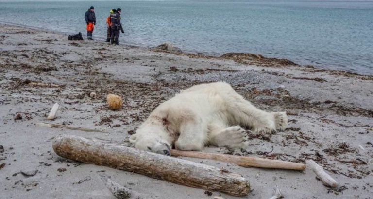 Polar Bear Dead