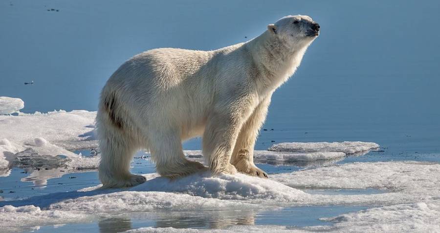 Polar Bear Shot And Killed After Tourists Encroach On Remote Territory