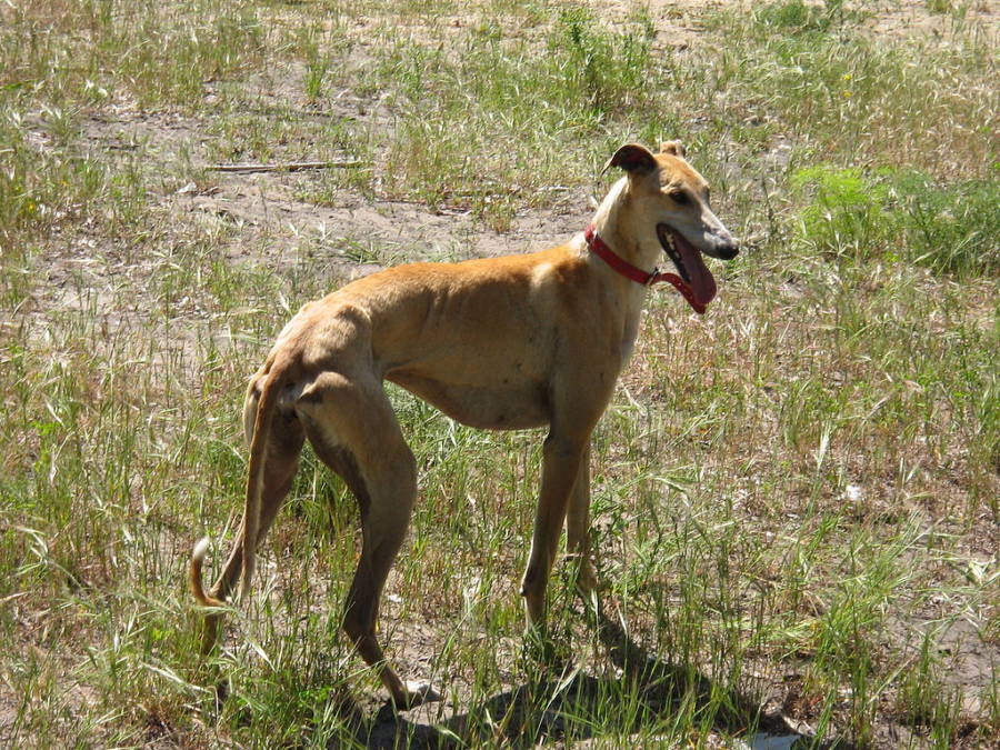 Spanish Galgo