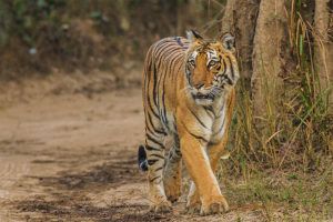 The Champawat Tiger Killed Over 400 People – Until She Met A British
