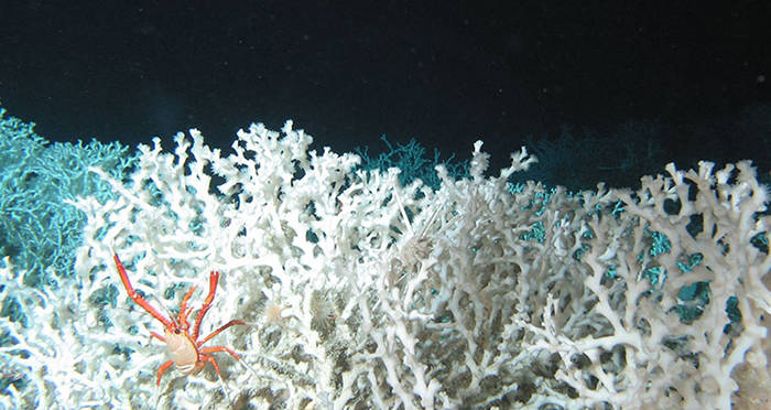 Scientists Discover 85 Miles Of Coral Reef Off The Coast Of South Carolina