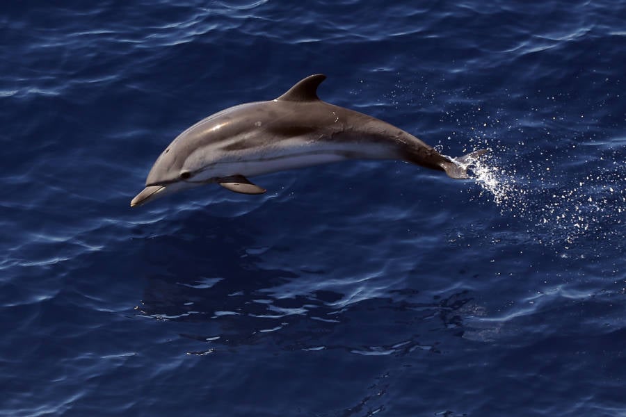 Horny Dolphin