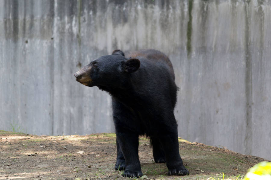 Black Bear At Zoo