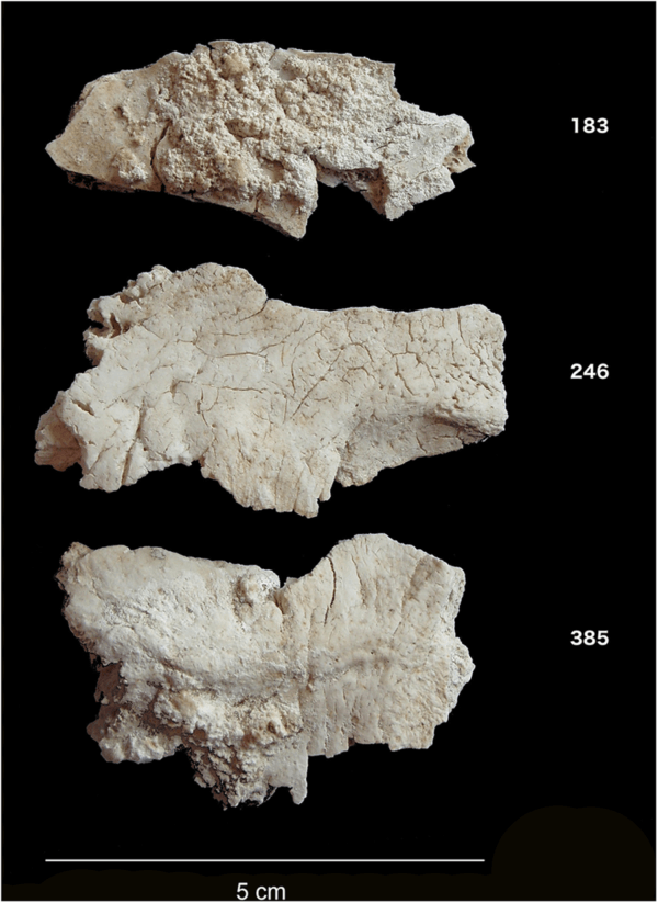 Bone Fragments Stonehenge