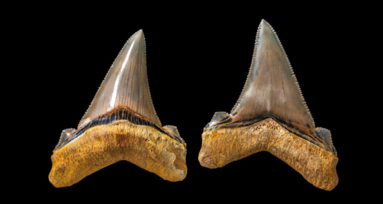 Carcharocles Angustidens Teeth