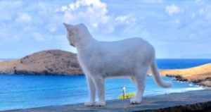 Cat On Sanctuary Ledge