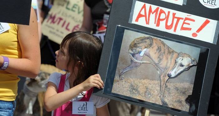 how intelligent is a spanish greyhound