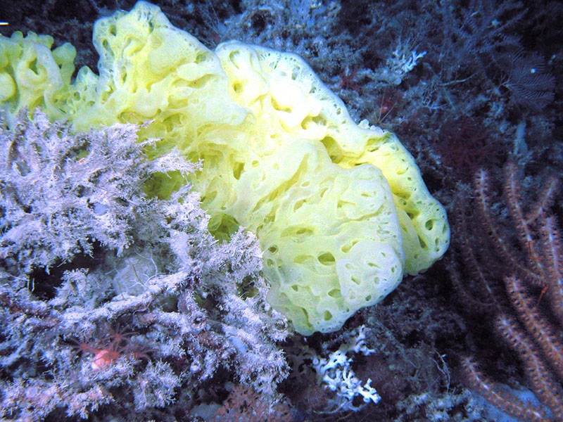 Sea Sponge US Reef