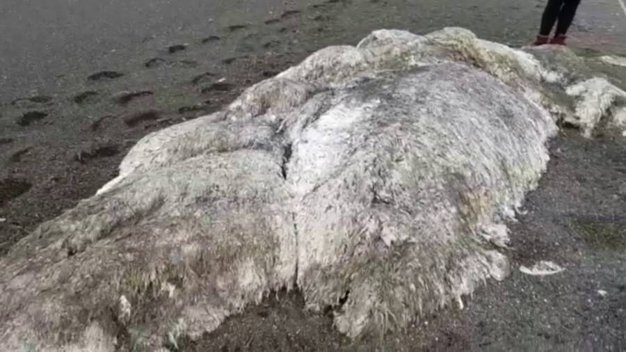 Hairy Sea Monster' With No Head Or Eyes Washes Up On Russian Beach