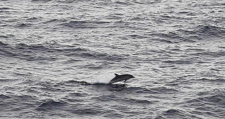 Sexually Frustrated Dolphin Forces French Mayor To Close Beach