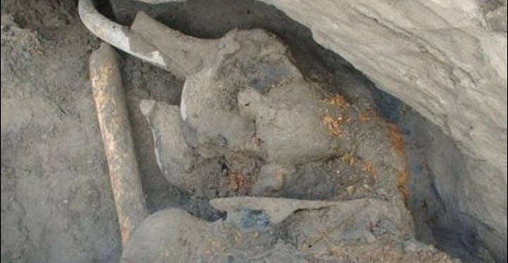 Los científicos descubrieron recientemente un mamut lanudo enano extinto en Siberia