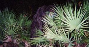 Og Image Skunk Ape
