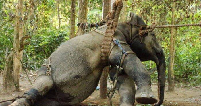 Baby Elephants Are Separated From Their Mothers And Tortured For Tourism