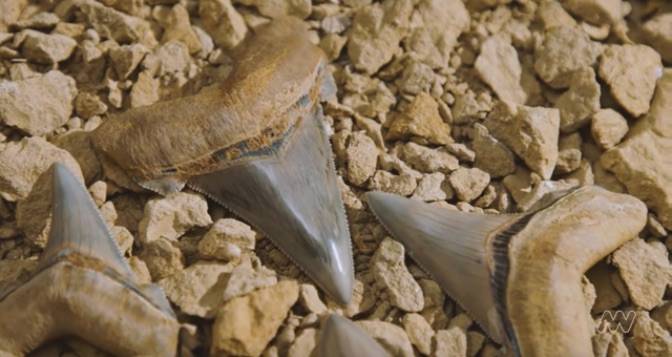 Man finds 25-million-year-old teeth belonging to shark twice the size of a great  white