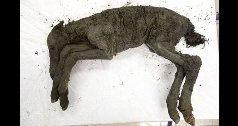 Siberian Foal Full Body Copy