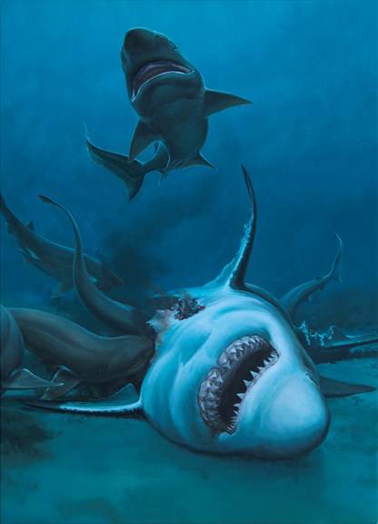 Sixgill Sharks Eating