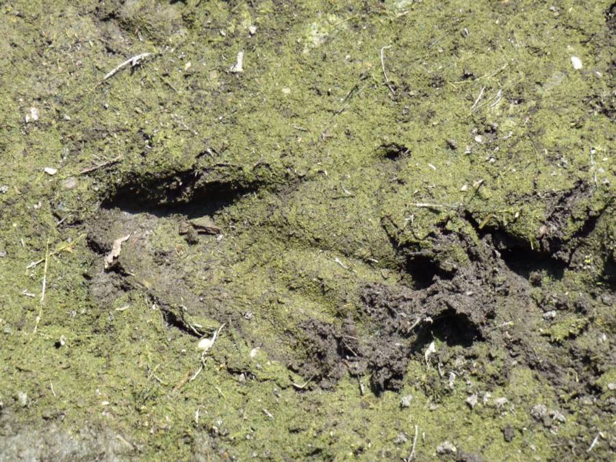 Skunk Ape Footprints
