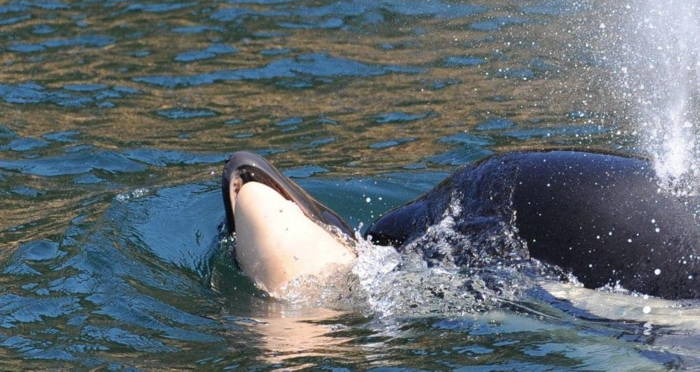 Tahlequah Carrying Calf