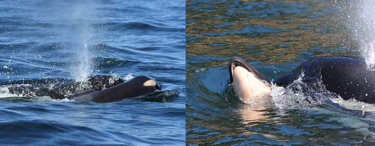 Tahlequah, Orca That Carried Dead Calf's Body For 17 Days, Is Pregnant ...