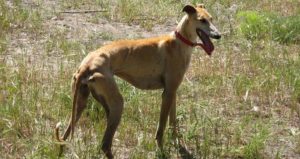 Tan Spanish Galgo