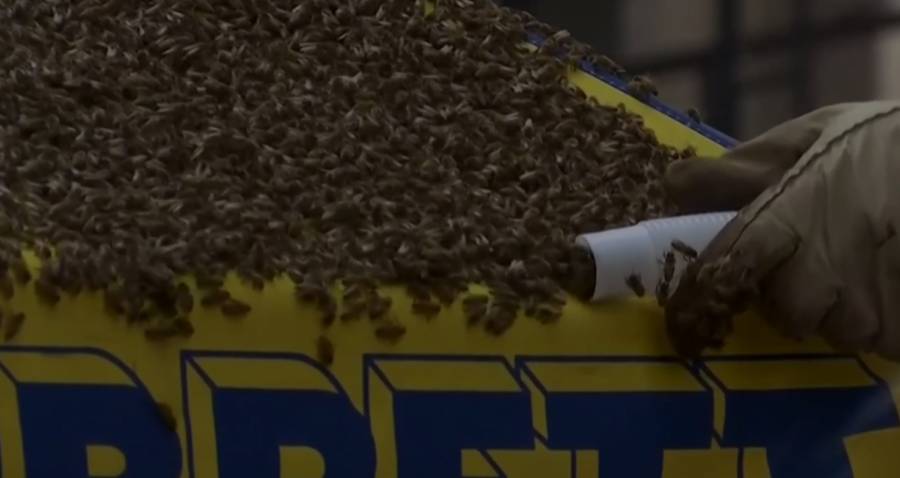 Vacuum Bees