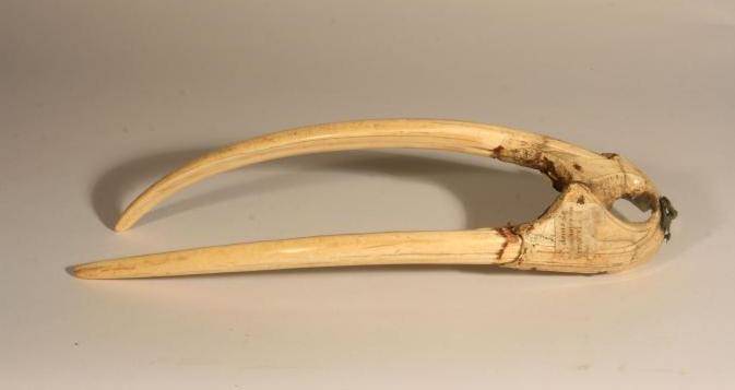 Walrus Ivory