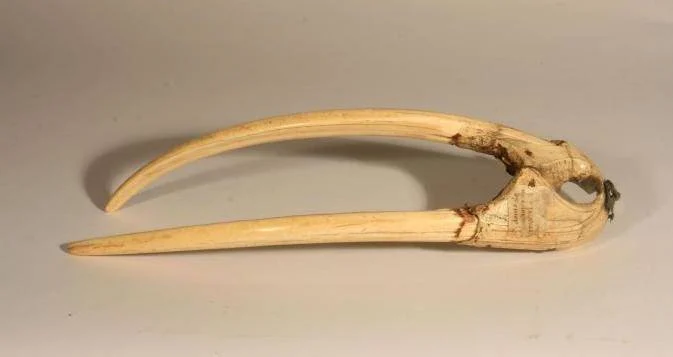 Walrus Ivory