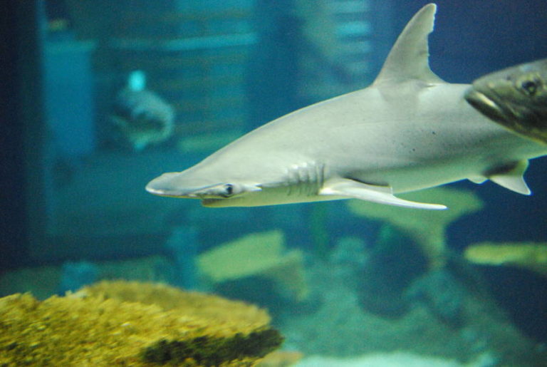 Bonnethead Shark Identified As World's First Known Omnivorous Shark