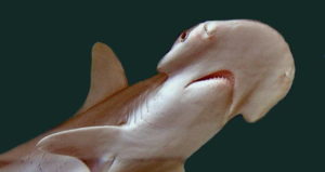 Bonnethead Shark Face