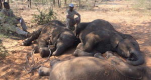 Dead Elephants In Botswana