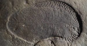 Dickinsonia Fossil Imprint