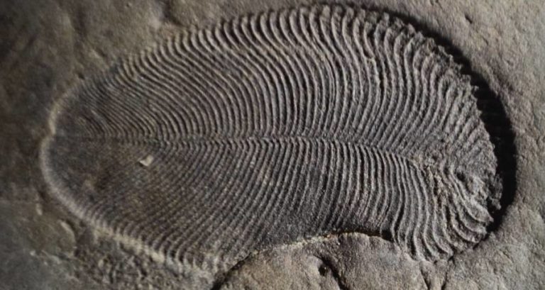 Dickinsonia Fossil Imprint