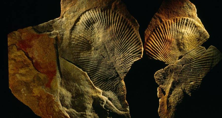 Scientists Discover 558 Million Year Old Fossil Is Oldest On Record 2716