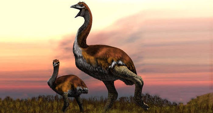 Download Largest Bird To Ever Exist Discovered, An Extinct ...