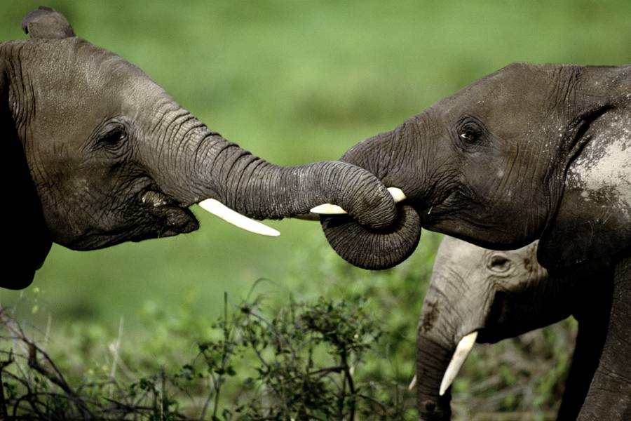 Elephants Playing Copy