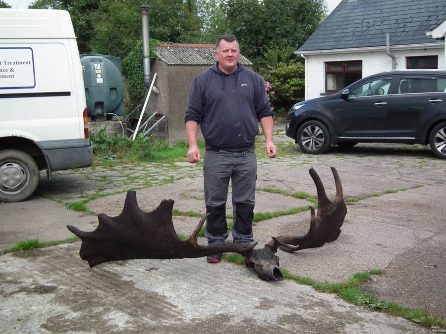 Irish Elk Skull