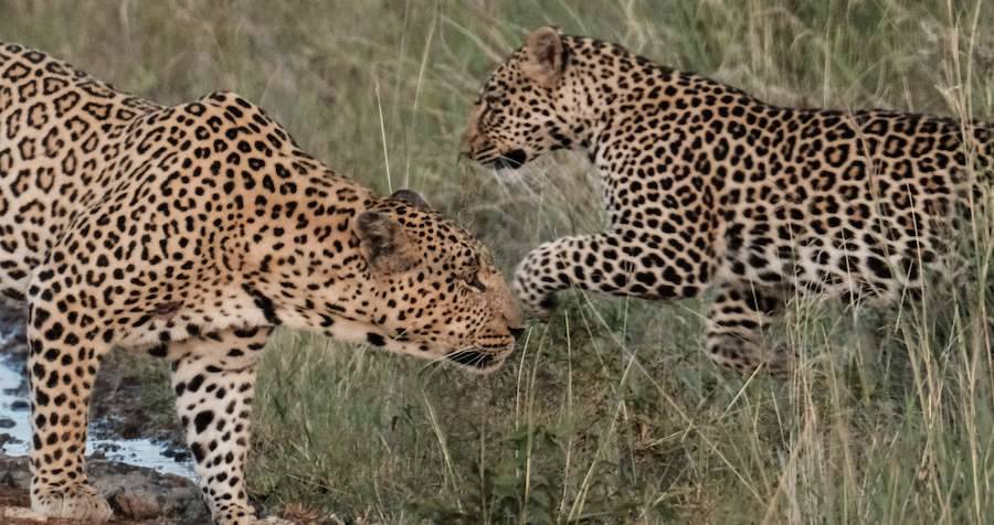 Photo Of A Woman Posing With Leopard She Killed Goes Viral