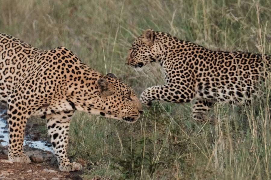 Leopard African
