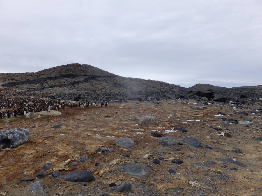 Mass Penguin Grave