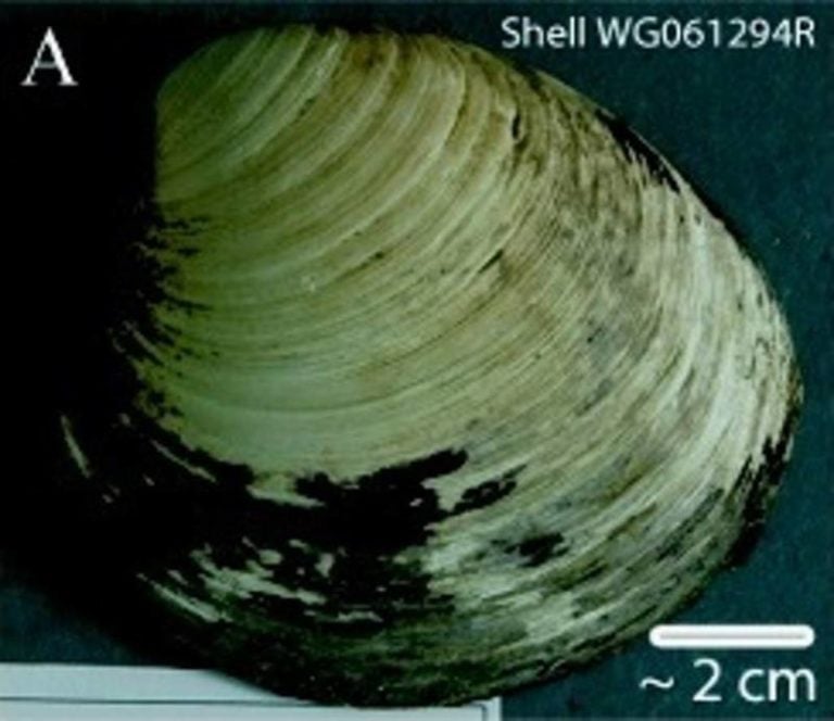 Ming The Clam 507YearsOld And World's OldestRecorded Animal